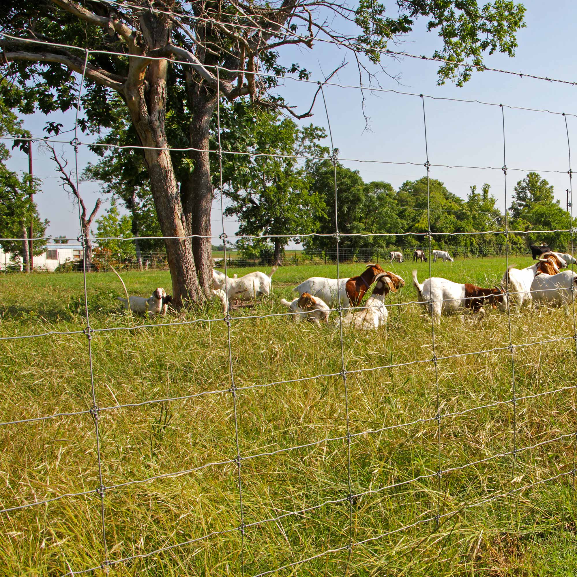 General Livestock Fence