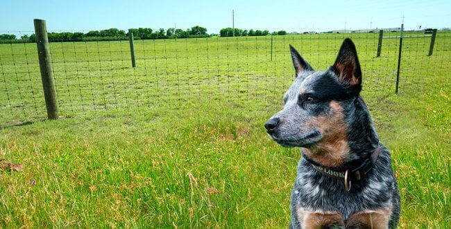 STAY-TUFF fences come in different sizes, offering you solutions tailored to your dog fencing and general needs