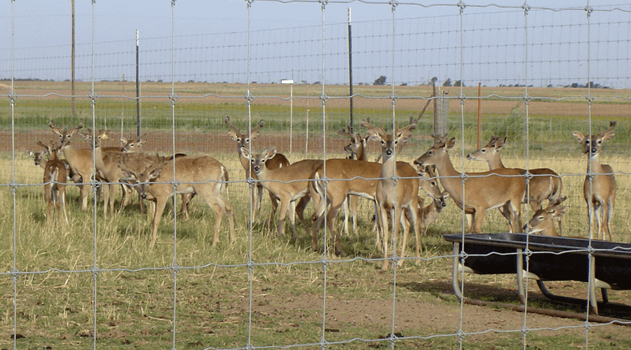 STAY-TUFF has the right fences that prevent deer from entering or leaving your property