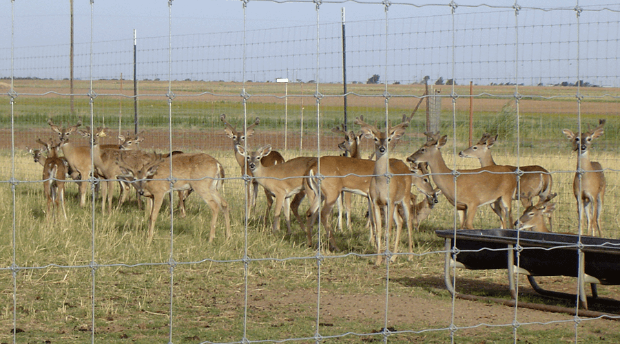 What is the best fence to keep deer contained or excluded? - Stay