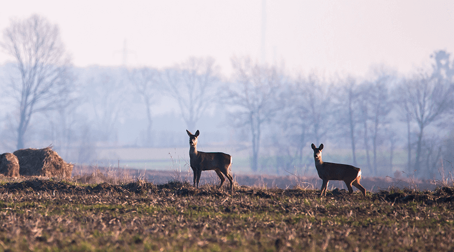 Visit our website to learn more about our Deer Fence solutions