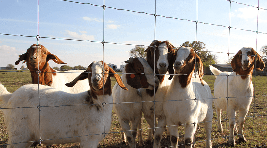 Goat fencing is made easy with STAY-TUFF
