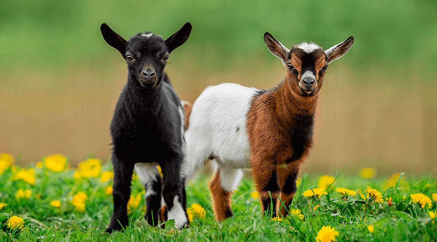 Easy Electric Fencing Solutions For Goats 