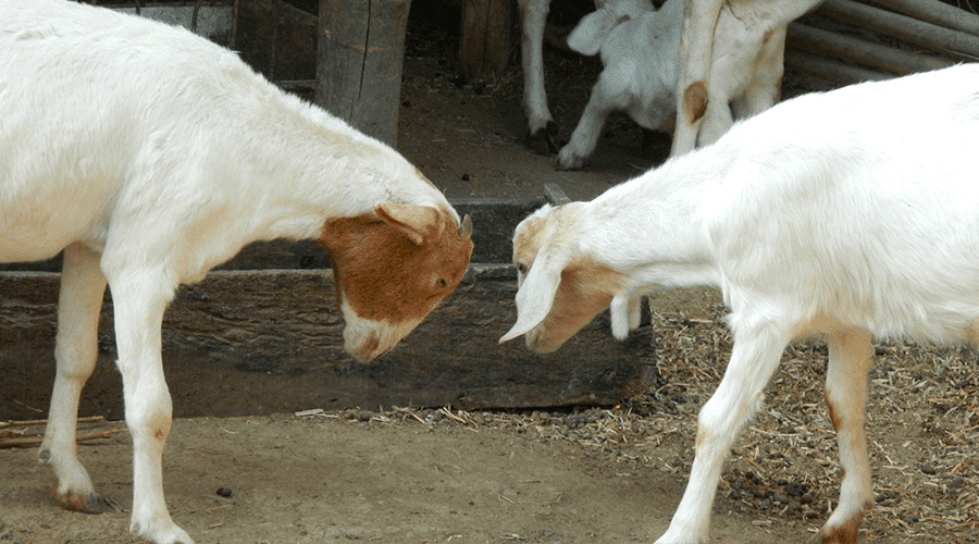 Headbutting is normal goat and sheep behavior
