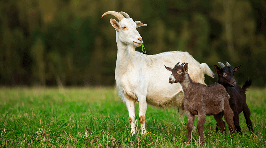 Horned goats are challenging, but STAY-TUFF has you covered
