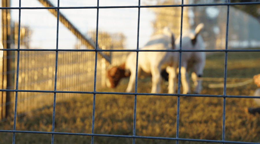 Find a variety of cattle panels, horse panels and utility panels on our website