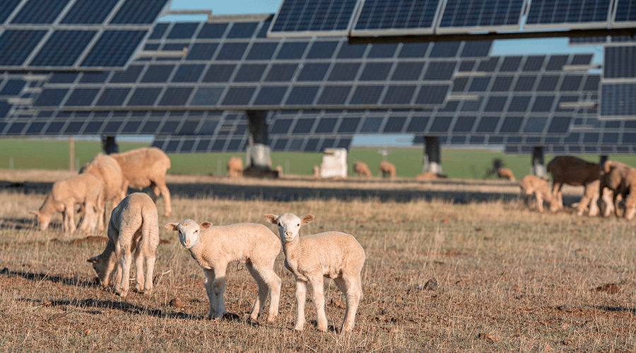 Sheep grazing solar farm