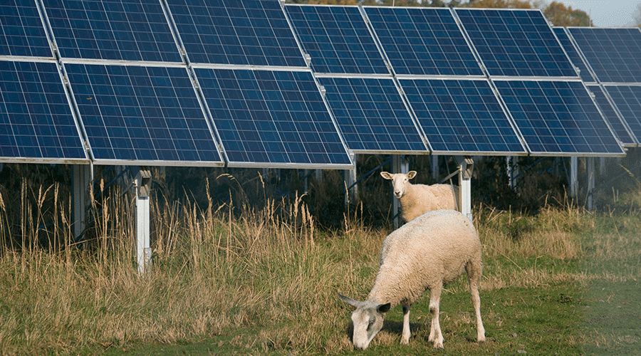 Sheep are a "green" solution to make any solar installation work