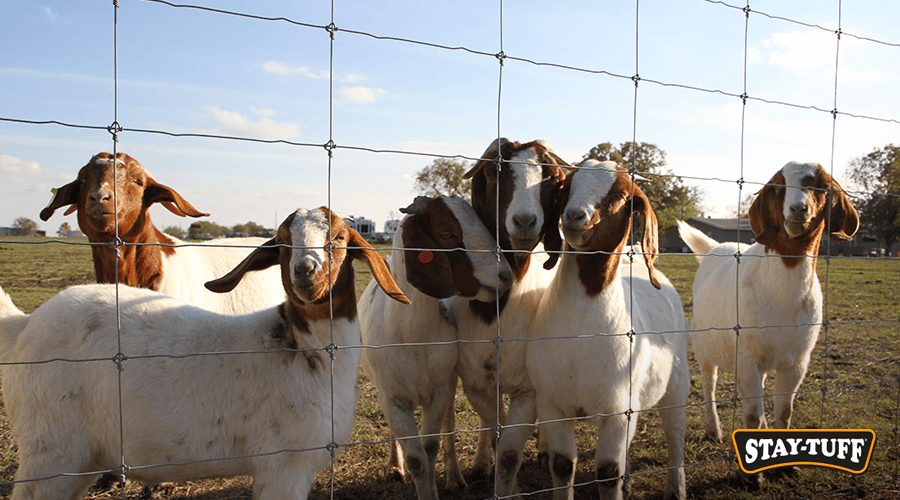 Goats are curious animals that will often explore around