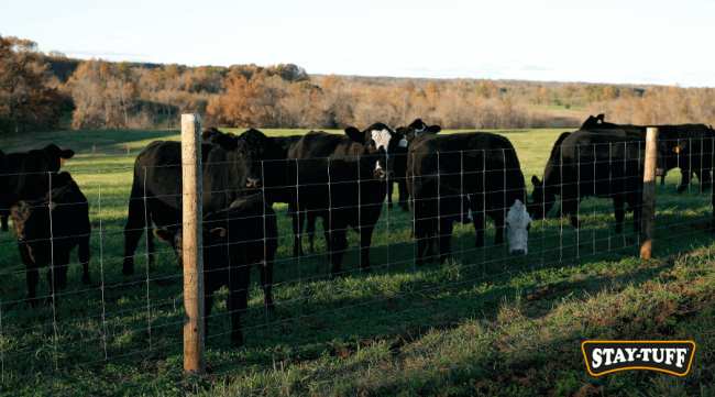 STAY-TUFF has the leading fence lines in the market