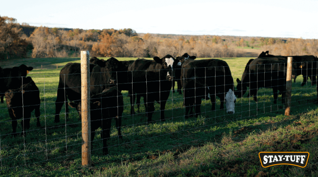 Cow fence on sale