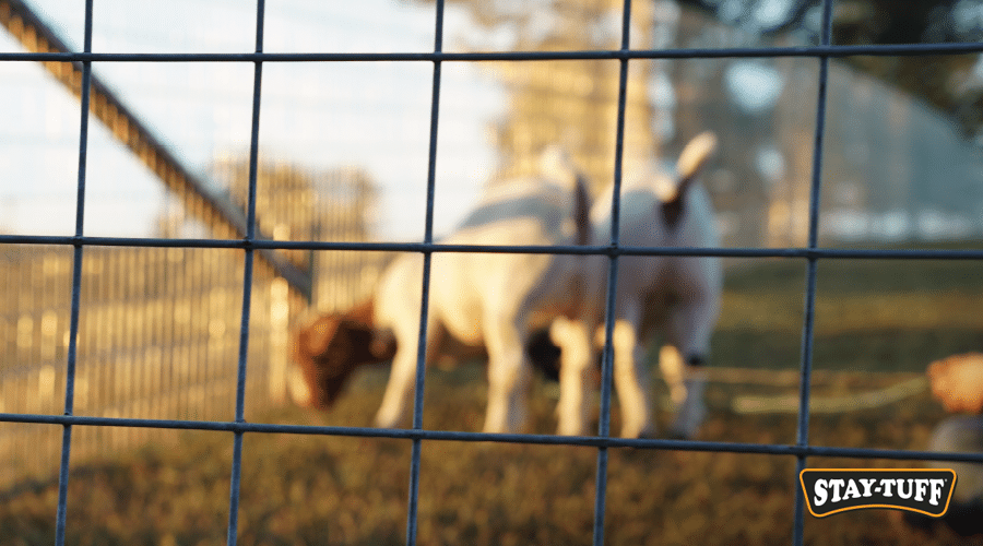 Build a temporary goat fence with STAY-TUFF solutions