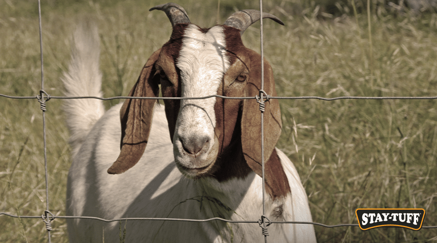 Goats are curious animals by nature