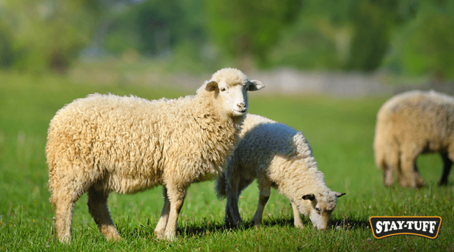 Sheep are highly intelligent, curious by nature, and social