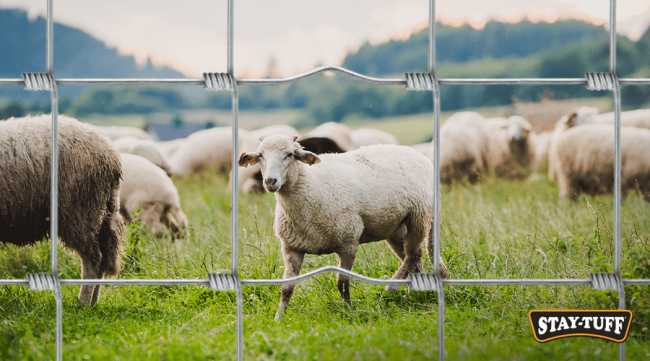 A high tensile wire fence should be tall enough to keep sheep contained