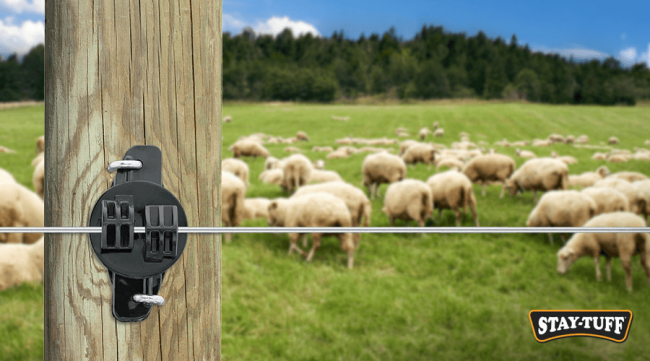 Electric fences keep sheep protected against predators