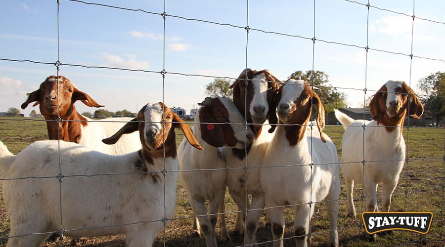 A good fence will give you protection against predators