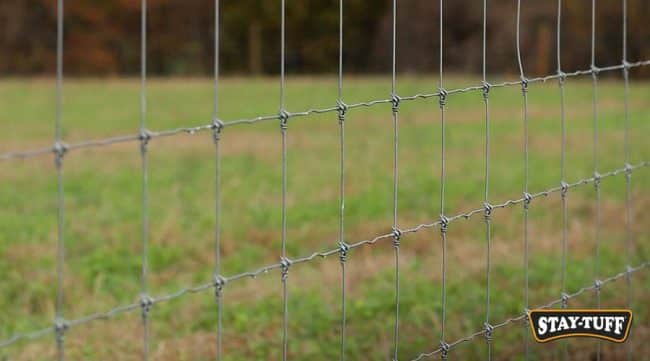 A heavy duty wire fence will protect against predators