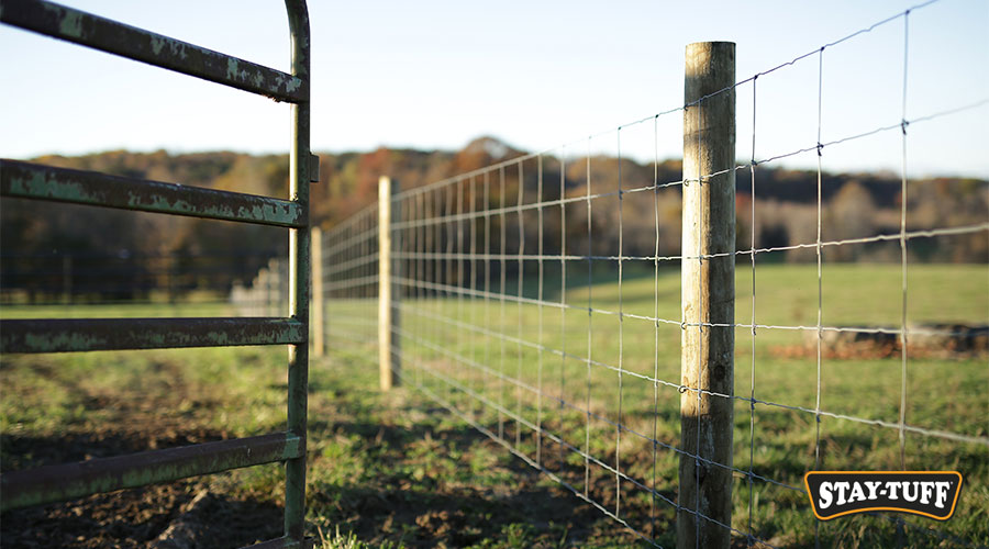 Livestock require protection in the form of strong fences and guardian animals
