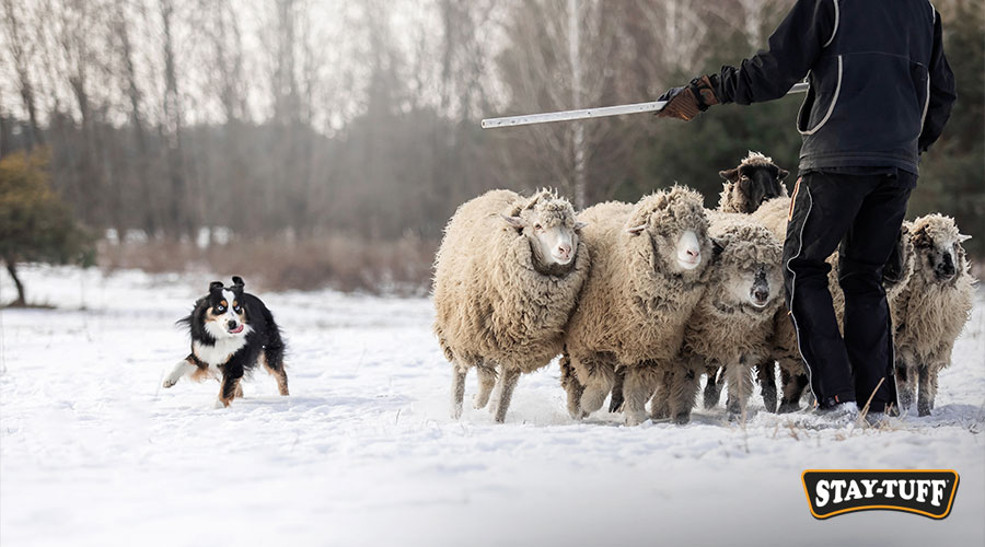 Guard dogs naturally herd and protect animals