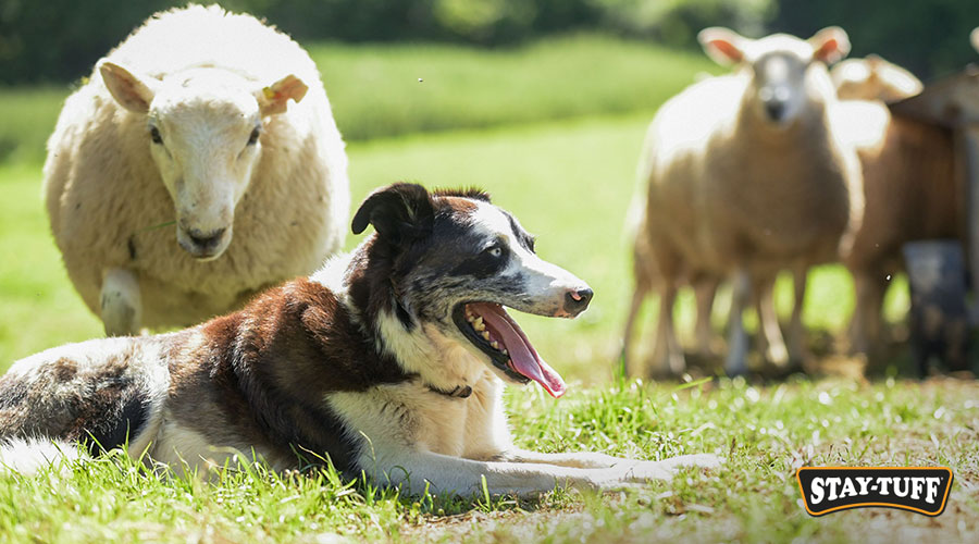 Due to their high intelligence, most herding dogs require certain levels of training and attention
