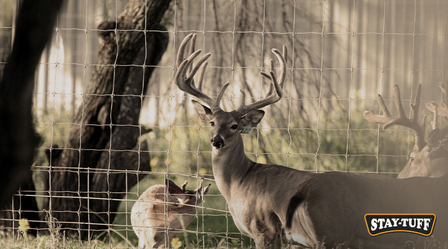 Wildlife friendly fencing is meant to protect livestock and wild animals