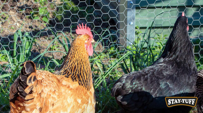 Installing a safe fence and enclosure for chickens is important for their safety