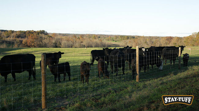 The right livestock fencing system can keep your animals safe from predators and unwanted escapes