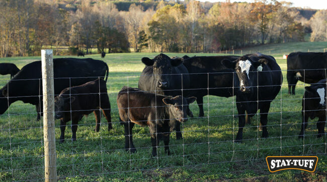 A STAY-TUFF Cattle Fence will resist sagging, corrosion and animal impacts