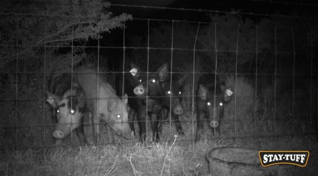 Keeping deer, hogs, wild animals and other pests out of orchards is essential for healthy production