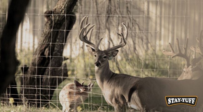 A deer fence will keep these and other animals from entering orchards