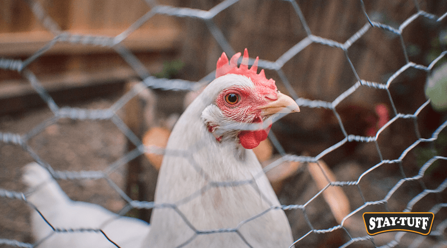 Chicken netting works for predator protection