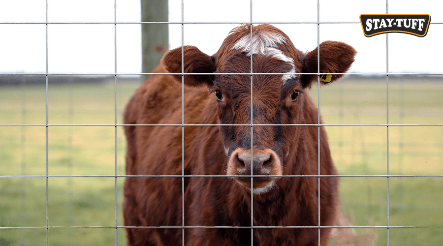 The STAY-TUFF Cattle Panel is a solid choice for livestock fencing: it resists cattle impacts, rust and corrosion