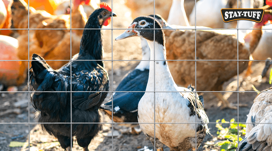 Keep small animals such a chickens safe in pens with STAY-TUFF panels